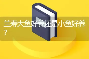 兰寿大鱼好养还是小鱼好养？