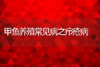 甲鱼养殖常见病之疖疮病