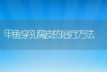 甲鱼穿孔腐皮的治疗方法