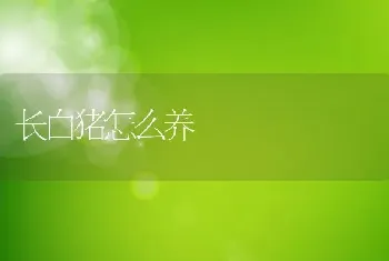 长白猪怎么养