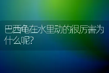 巴西龟在水里动的很厉害为什么呢？