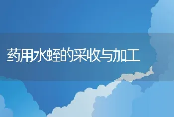 白对虾淡养三注意