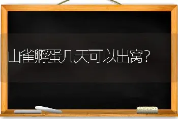 山雀孵蛋几天可以出窝？