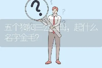 五个狗狗三公二母，起什么名字金毛？