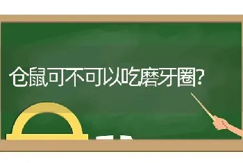 仓鼠可不可以吃磨牙圈？