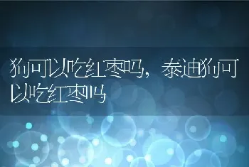 狗可以吃红枣吗，泰迪狗可以吃红枣吗