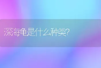 深海龟是什么种类？