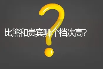 比熊和贵宾哪个档次高？