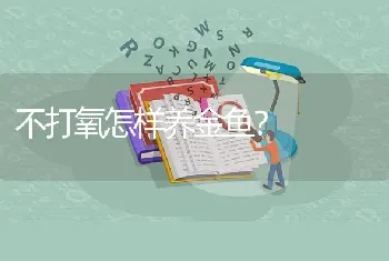 不打氧怎样养金鱼？