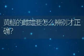 黄鳝的雌雄要怎么辨别才正确？