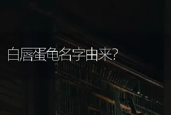 白唇蛋龟名字由来？