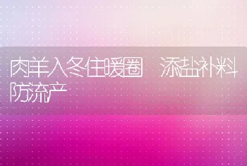 肉羊入冬住暖圈添盐补料防流产