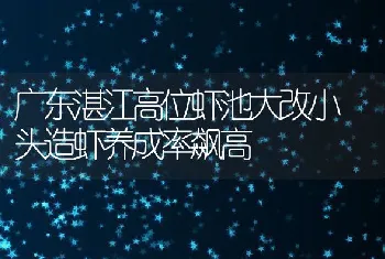 广东湛江高位虾池大改小头造虾养成率飙高