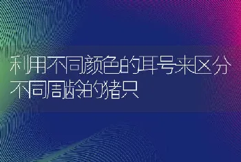 利用不同颜色的耳号来区分不同周龄的猪只