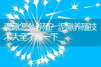 泥鳅怎么养殖?泥鳅养殖技术大全了解一下