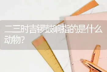 二三时吉锣鼓响指的是什么动物？