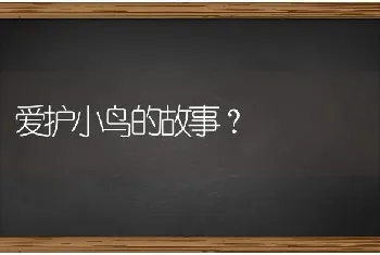 爱护小鸟的故事？