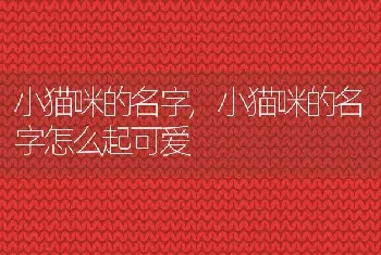 小猫咪的名字，小猫咪的名字怎么起可爱