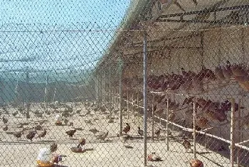 盛夏难熬 种山鸡避暑要重视