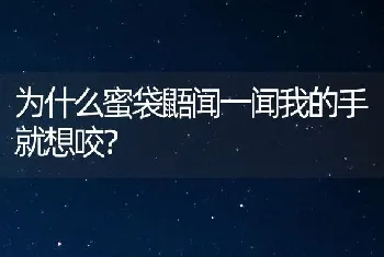 为什么蜜袋鼯闻一闻我的手就想咬？