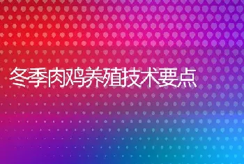 冬季肉鸡养殖技术要点