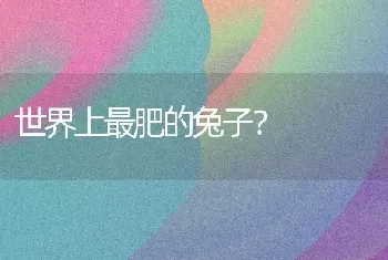 世界上最肥的兔子？