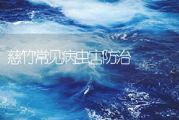 慈竹常见病虫害防治