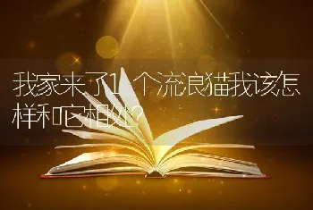 我家来了1个流浪猫我该怎样和它相处？