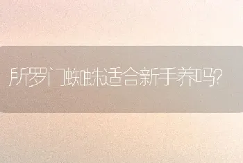 所罗门蜘蛛适合新手养吗？