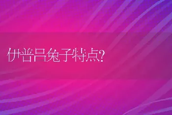 伊普吕兔子特点？