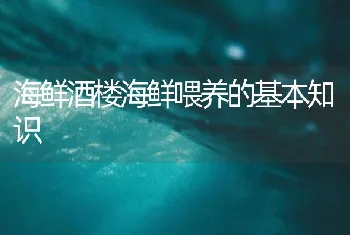 海鲜酒楼海鲜喂养的基本知识