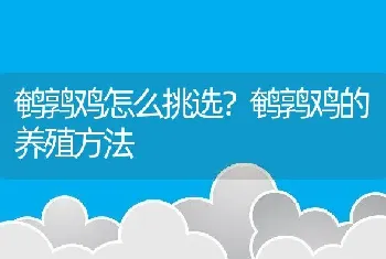 鹌鹑鸡怎么挑选？鹌鹑鸡的养殖方法