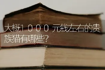 大概1000元钱左右的贵族猫有哪些？