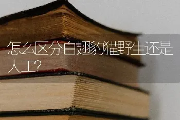 怎么区分白翅豹猫野生还是人工？