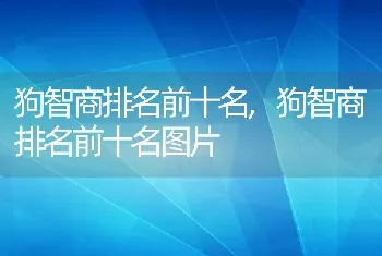 狗智商排名前十名，狗智商排名前十名图片