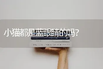 小猫都是蓝眼睛的吗？