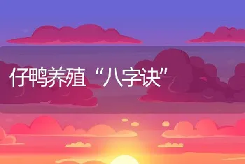 仔鸭养殖八字诀