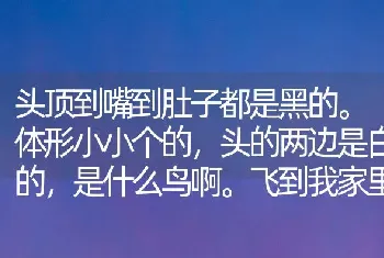 头顶到嘴到肚子都是黑的。体形小小个的，头的两边是白的，是什么鸟啊。飞到我家里来，后又放生了？