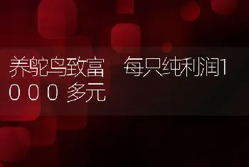 养鸵鸟致富 每只纯利润1000多元