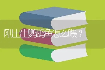 刚出生鹦鹉鱼怎么喂？