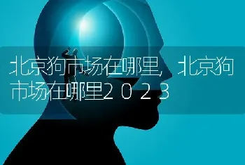 北京狗市场在哪里，北京狗市场在哪里2023