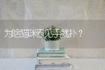 为啥猫咪看见手就扑？