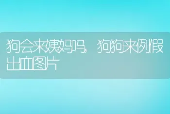 狗会来姨妈吗，狗狗来例假出血图片