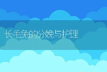 长毛兔的分娩与护理