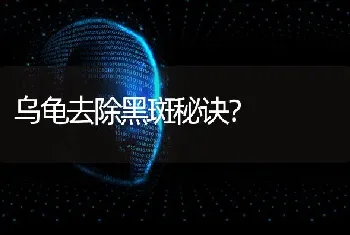 乌龟去除黑斑秘诀？