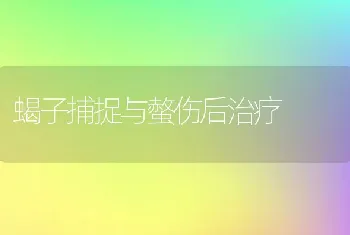 蝎子捕捉与螫伤后治疗