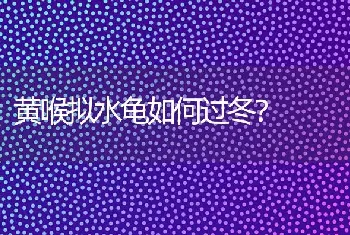 黄喉拟水龟如何过冬？