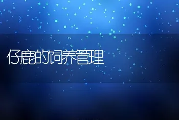 仔鹿的饲养管理