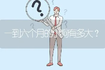 一到六个月的小狗有多大？