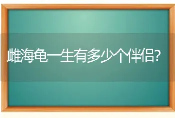 雌海龟一生有多少个伴侣？